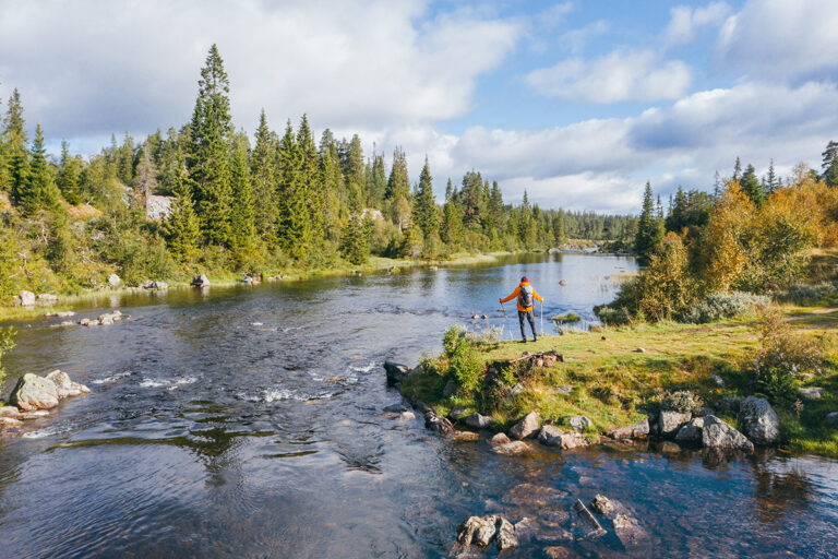 Lonely hiker man dressed bright orange jacket enjoying Norwegian Nature. He standing with trekking poles on lake bank with pine trees in South Norway. Active people and Nature concept