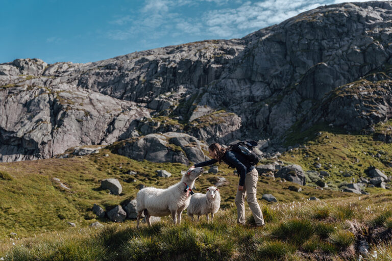A tourist woman with sheep on the famous trail to Kjerag in Norway